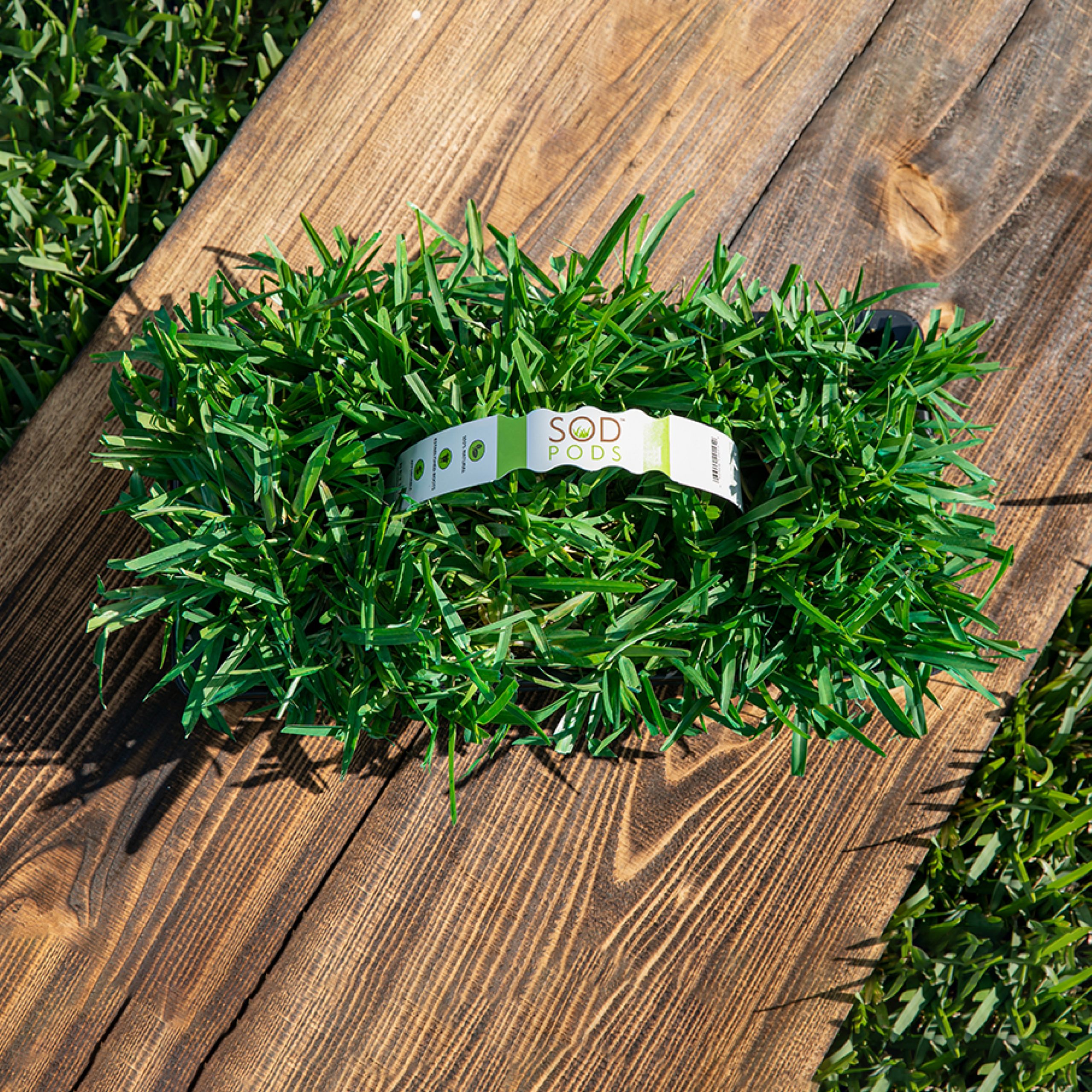 Floratam Sod Pod Tampa Bay Sod